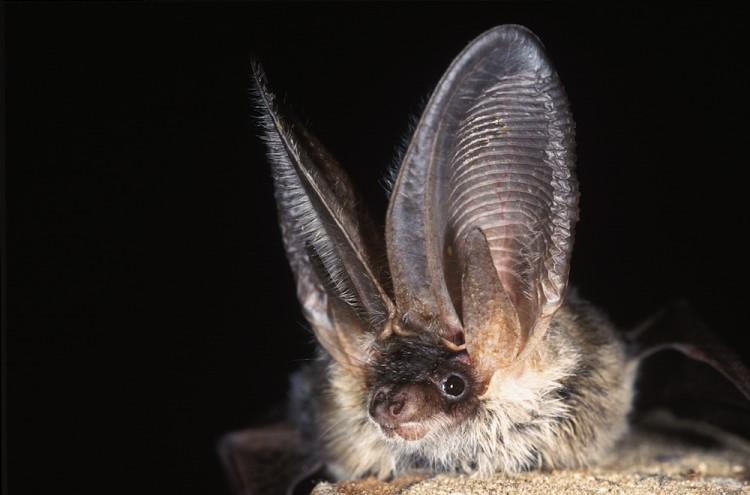 iBatsID: Europe’s First Bat Identification Tool
