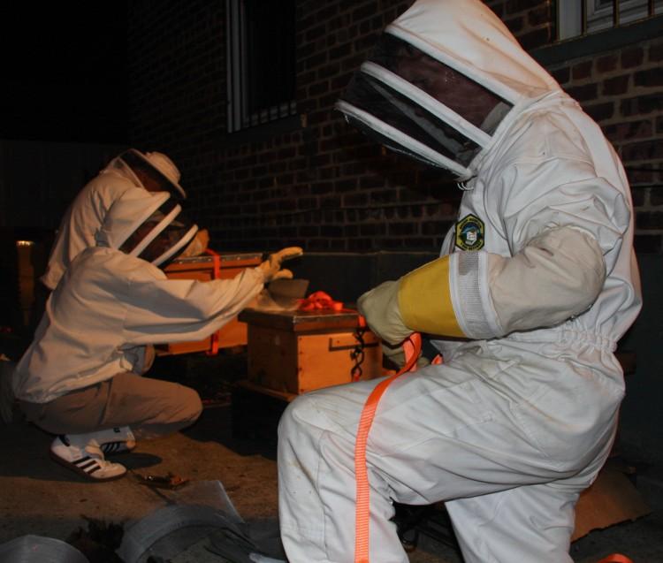 Three Million Bees Seized in Queens, NY