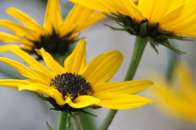 Science in Quotes: Physics and Biology