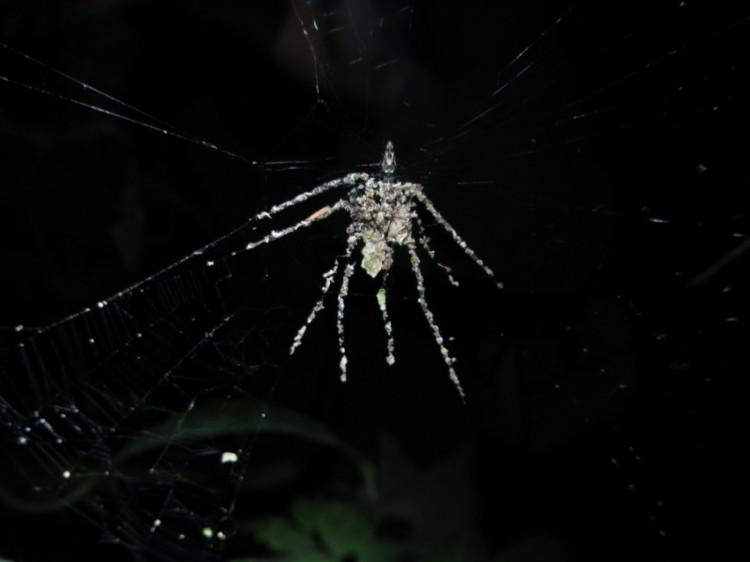 Tiny Rainforest Spiders Build Giant Decoys