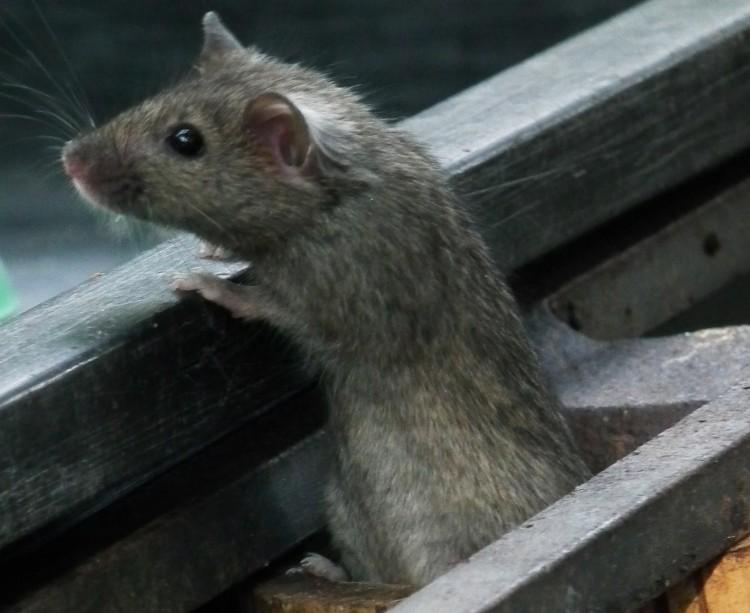 Hitch-hiking House Mice Followed the Vikings