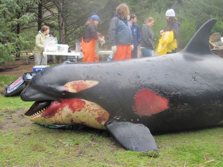 Orca Suspected of Being Killed by Military Exercises Draws Ire