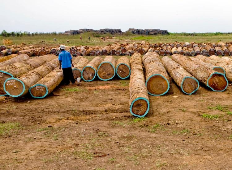 Illegal Logging Threatens Liberia’s Forests