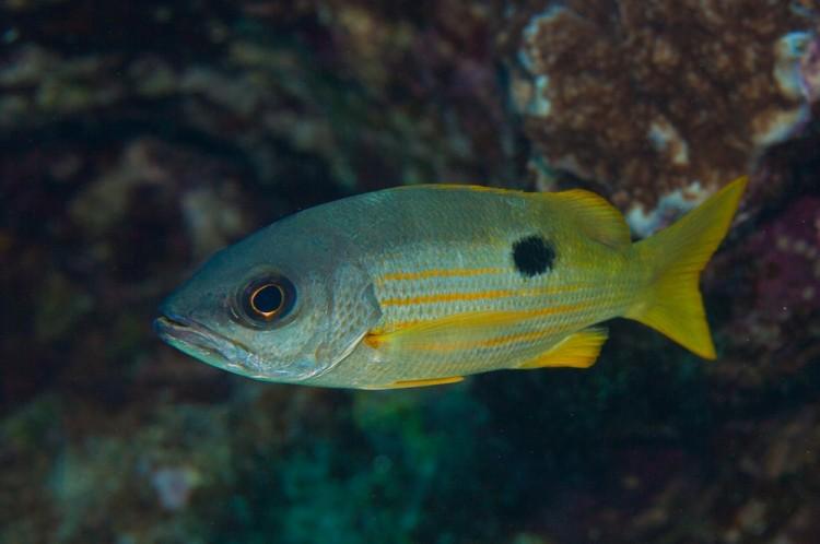 Tropical Fish Ear Bones Reveal High Habitat Connectivity