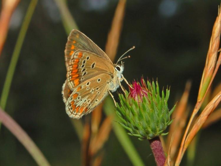 SCIENCE IN PICS: Global Warming Aids Once-Scarce Butterfly