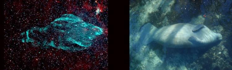 Microquasar Generates Giant Manatee Nebula