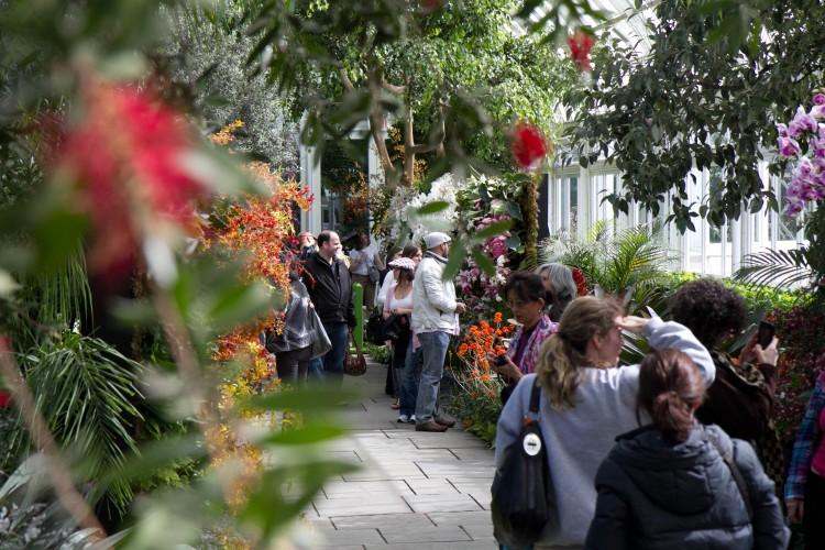 French Botanist-Artist Shapes Orchid Show