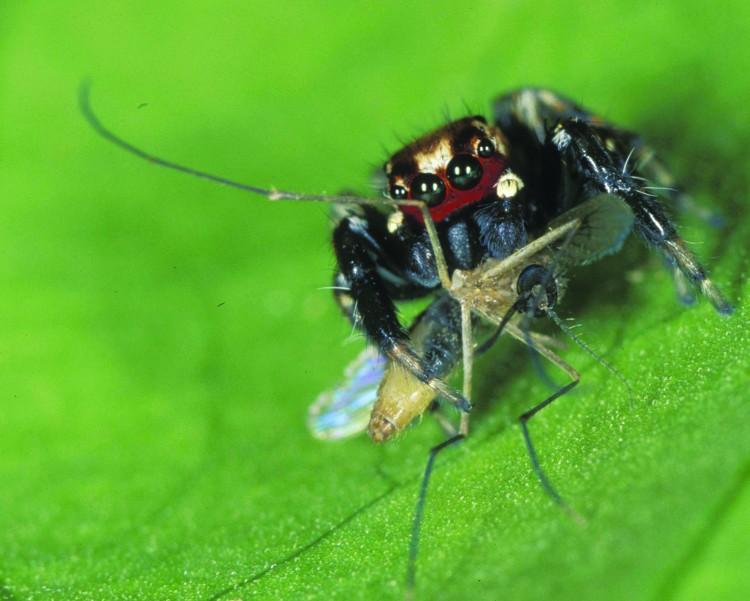 Vampire Spiders Select Insect Victims Based on Antennae
