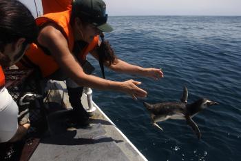 Penguin Deaths Investigated