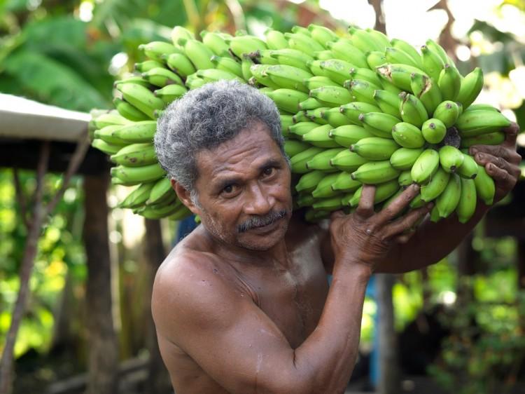 Samoa’s Misiluki Bananas a Hit with Kiwi Consumers