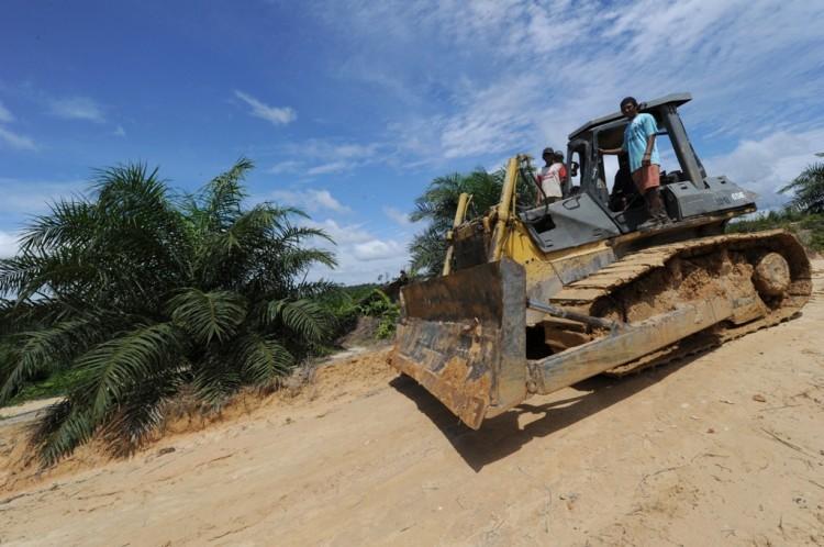 Palm Oil Plantations Clearing Borneo’s Carbon-Rich Forests
