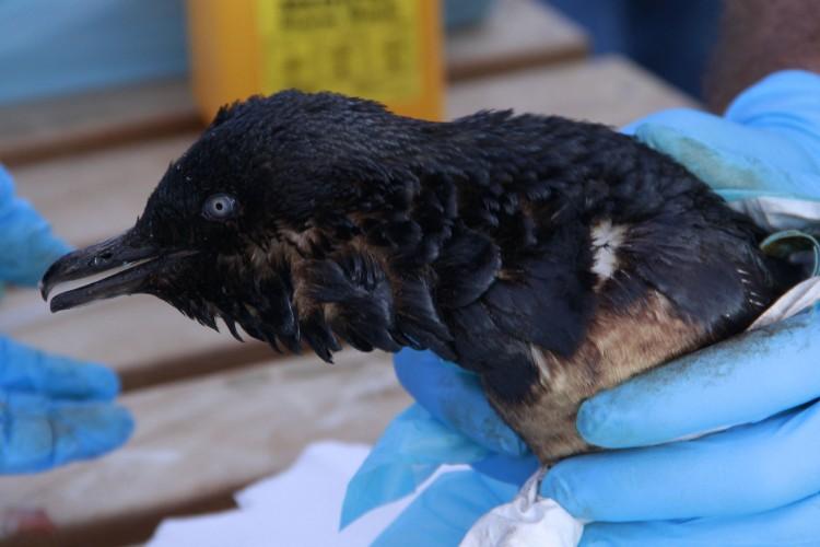 Oil Spill off Tauranga Threatens Bird and Marine Life