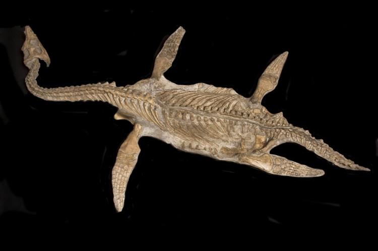 Oil Sands Plesiosaur Fossil Needs Years of Work: Curator