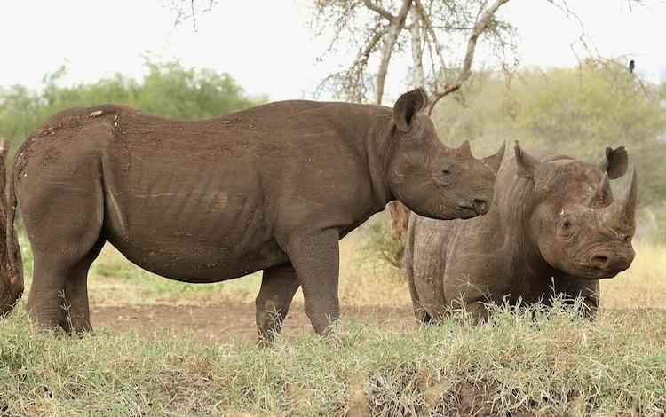 100 South African Rhinos Poached in 2 Months