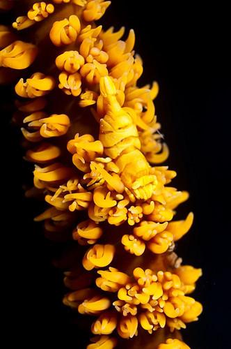 SCIENCE IN PICS: Whip Coral Shrimp Blends in Perfectly