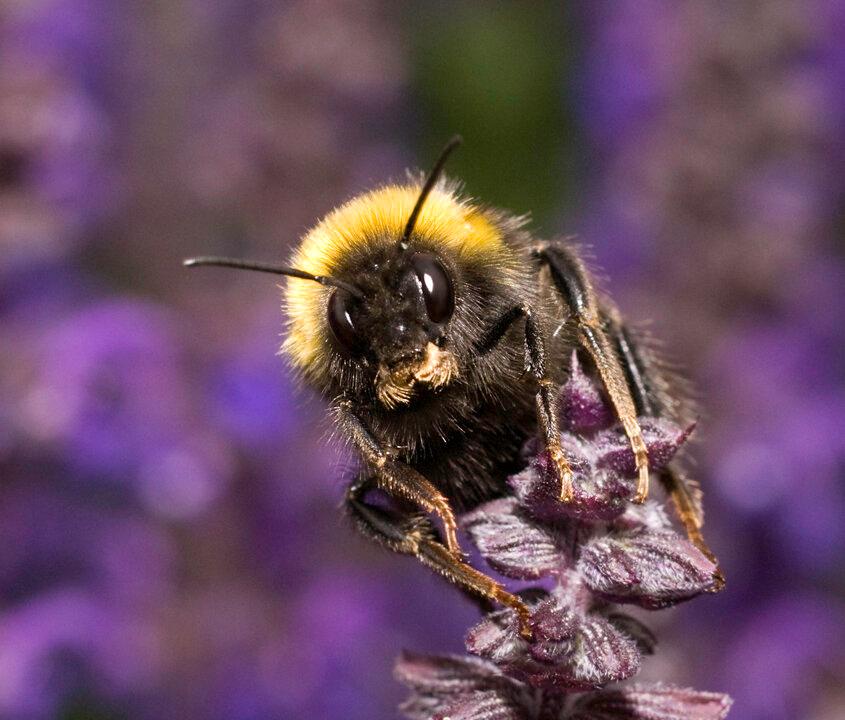 Velcro-Like Cells in Flowers Help Insects Grip