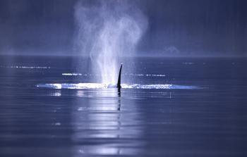 Saving Luna: Moving Story of a Curious Orca