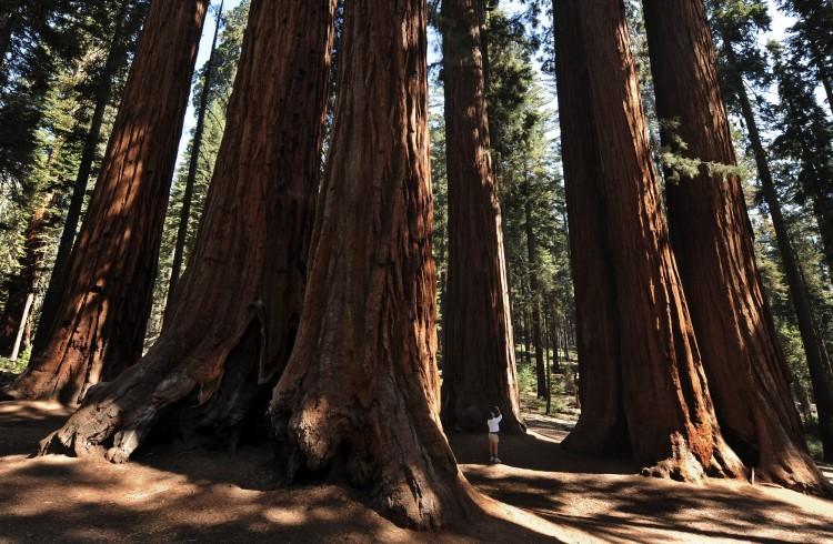 Sequoia National Park Turns 122