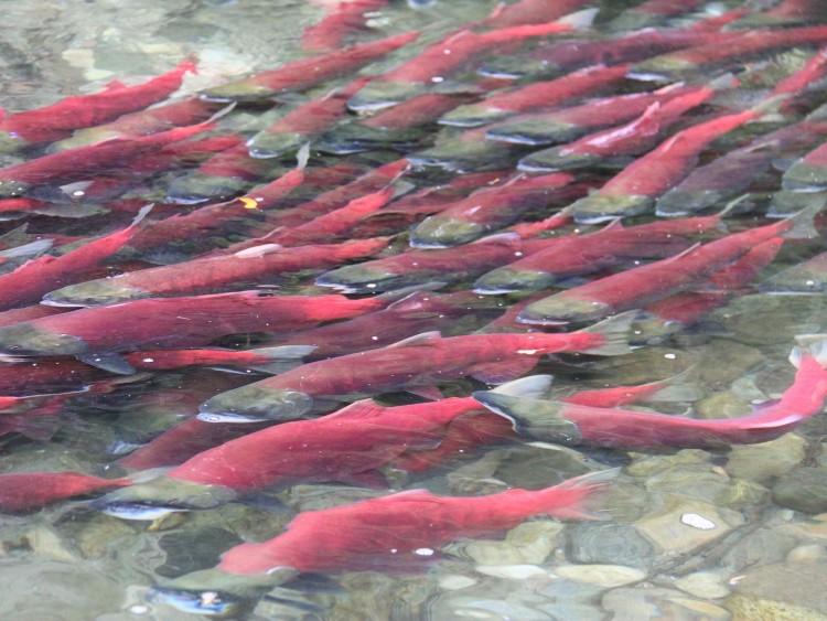 Alaskan Salmon Fishery Drops Eco-Certification, BC Groups Take Credit