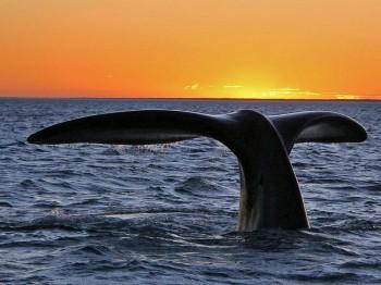 Southern Right Whales Return to NZ