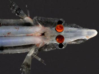 Discovered: Spookfish Uses Mirrors to Focus