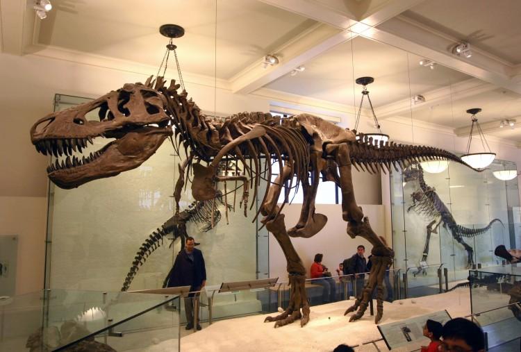 T. Rex Had Strongest Bite of All Land Animals