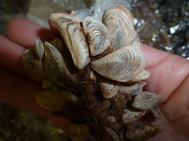Boaters Asked to Help Keep Invasive Mussels Out of B.C.