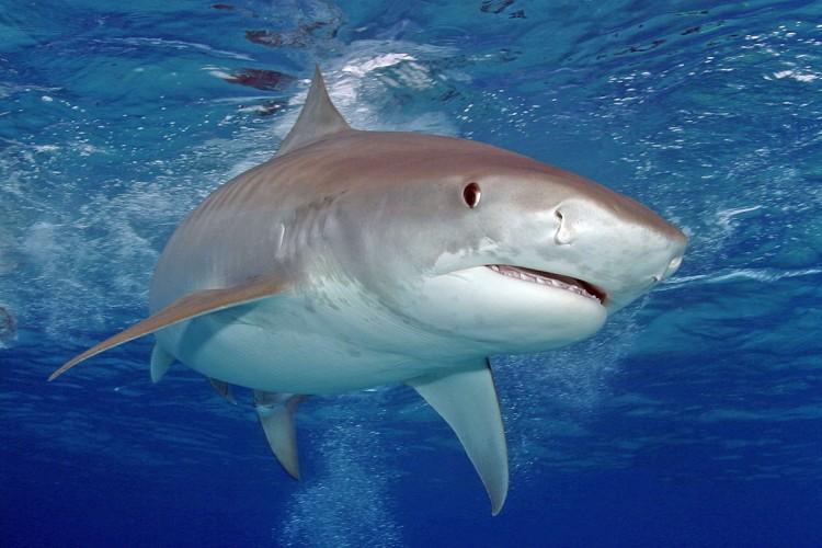 New York Attempts to Ban Shark Fin Trade