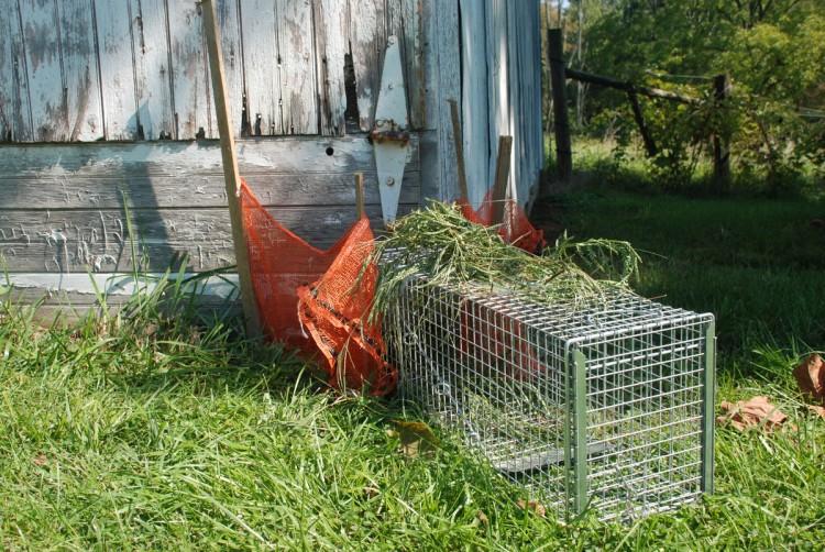 Getting Rid of Animal Pests Humanely