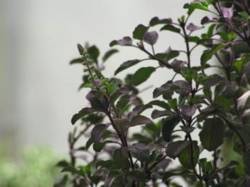 Tulsi: Queen of Herbs