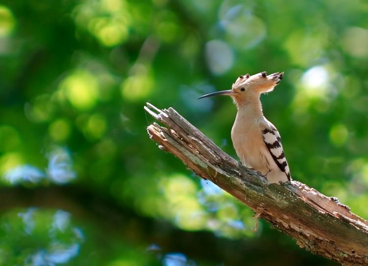 SCIENCE IN PICS: The Hoopoe