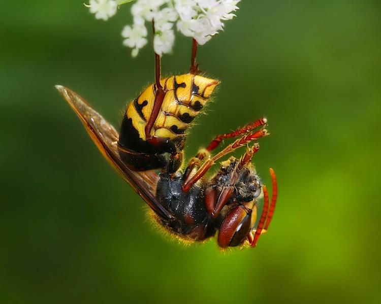 SCIENCE IN PICS: The Giant Hornet