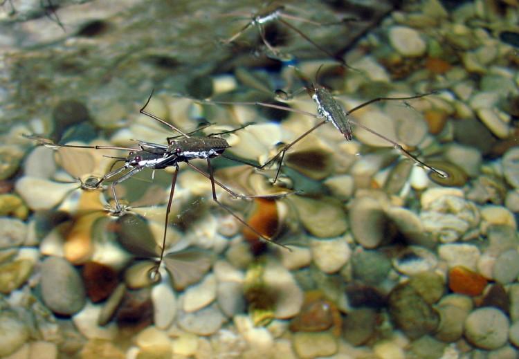 Super-Buoyant Material Mimics Water Striders