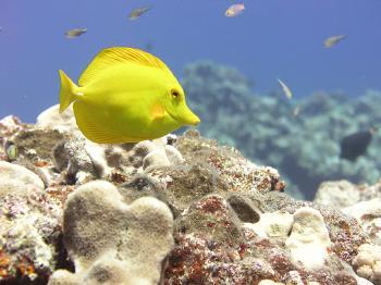 New Ocean Monuments Give President Bush a Blue Legacy