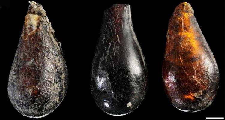 SCIENCE IN PICS: Three Triassic Era Amber Droplets