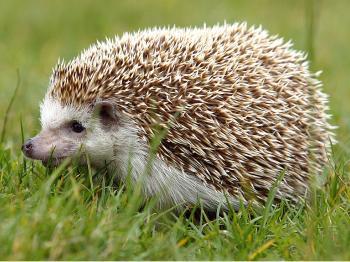 Hazards for Cuddly Hedgehogs