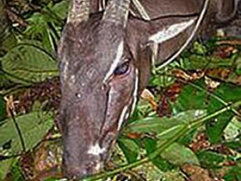 Asian Unicorn Reserve Set Up in Vietnam