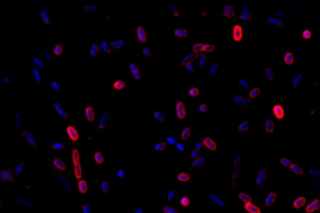 Insect-Domesticated Bacteria Found After Man Impales Hand