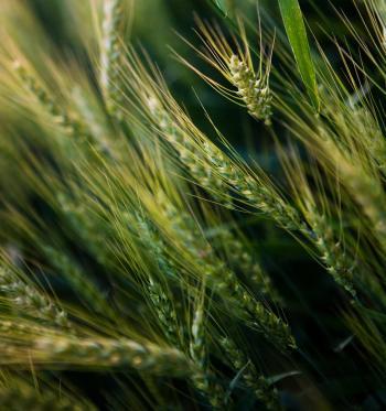 Barley