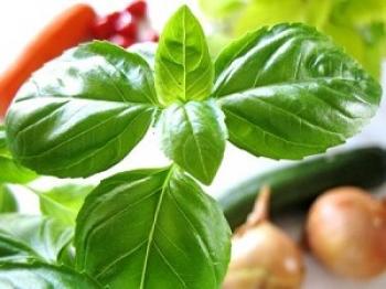 Herb of the Month