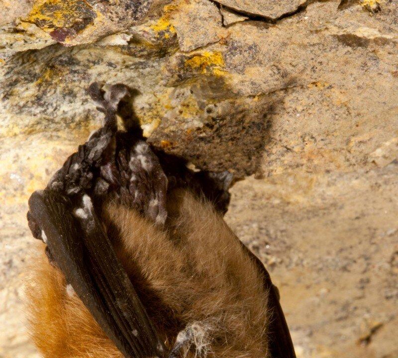 Social Bats More Prone to White-Nose Syndrome