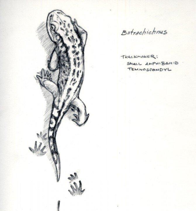 Smallest Vertebrate Fossil Footprints Discovered in Canada