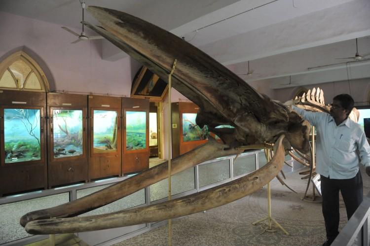 TIMELINES: What animal, the single heaviest known to have lived on Earth, is caught March 20, 1947?