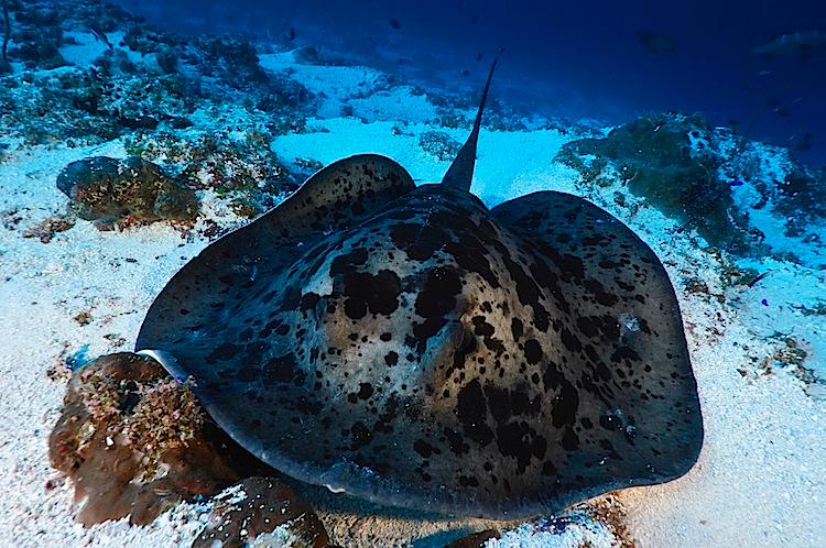 SCIENCE IN PICS: Blotched Fantail Stingray