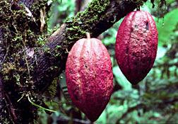 Maya Used Chocolate as Spice 2,500 Years Ago