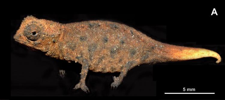 Miniaturized Leaf Chameleons Found in Madagascar