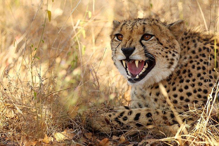 Tourist Attacked by S. African Cheetahs