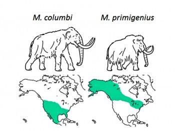 Mammoth Genetics Go Back to the Drawing Board