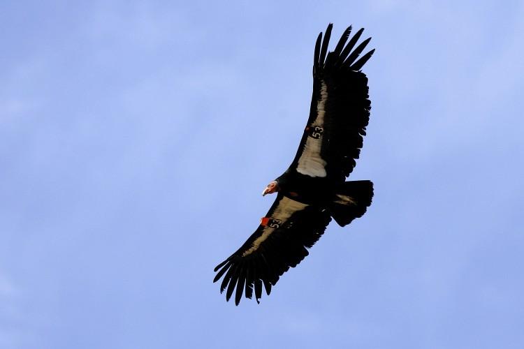 California Condor Still Threatened by Lead Poisoning