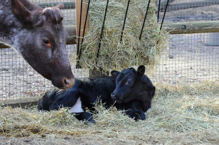 Cow Born in New York Zoo